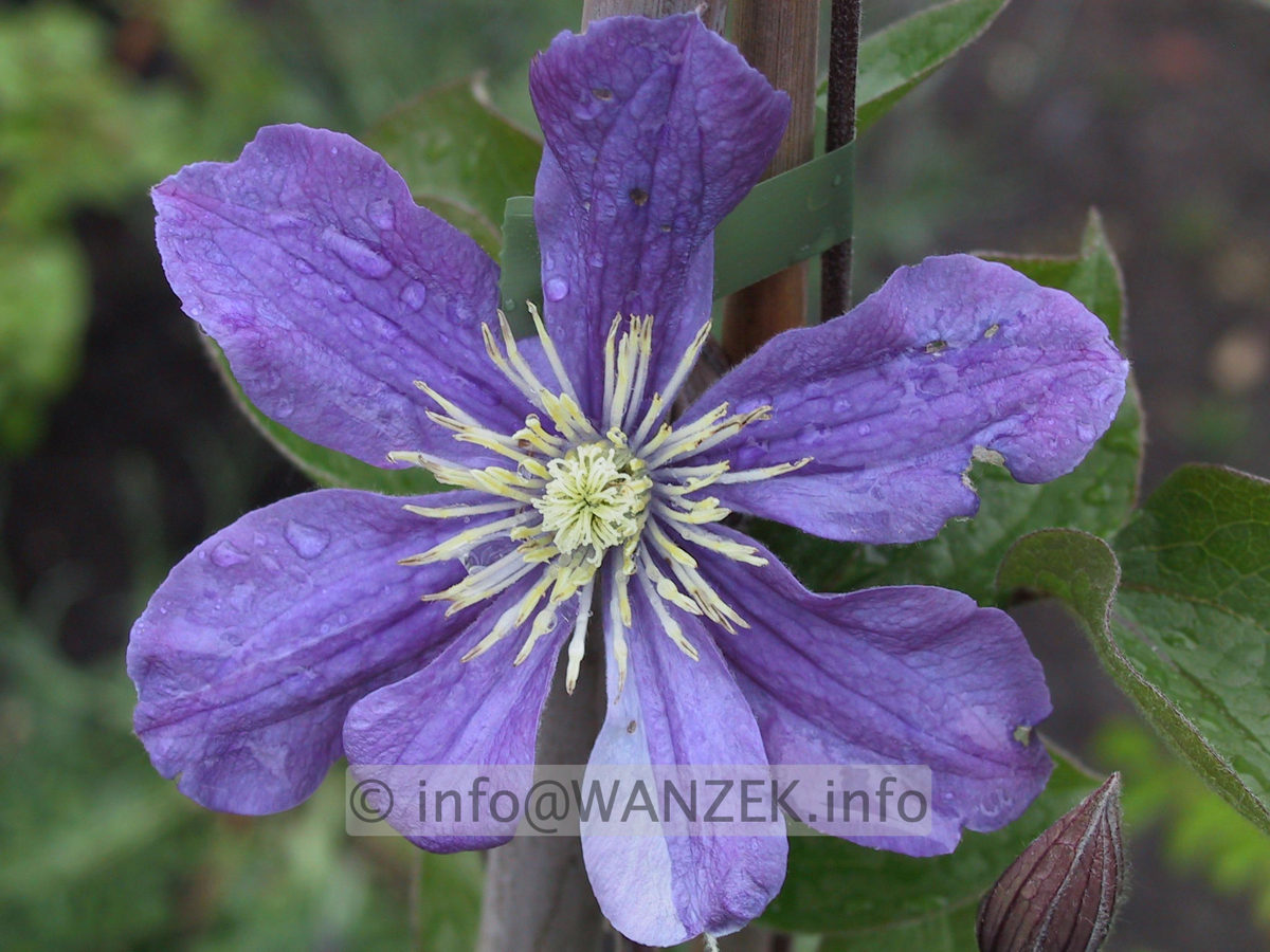 Clematis integrifolia Arabella.JPG